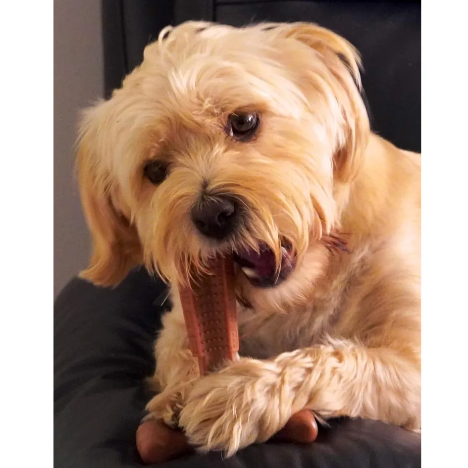 Bamboodles | T-Bone Dog Durable Chew | Beef Flavour